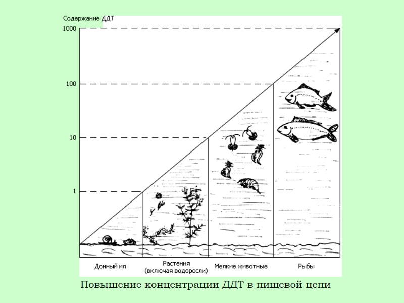 Повышение концентрации ДДТ в пищевой цепи